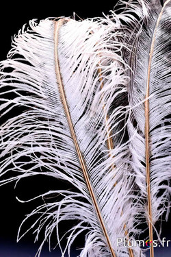 Struisvogel met fijne gouden straal – 38-42 cm – crème grijs natuurlijke